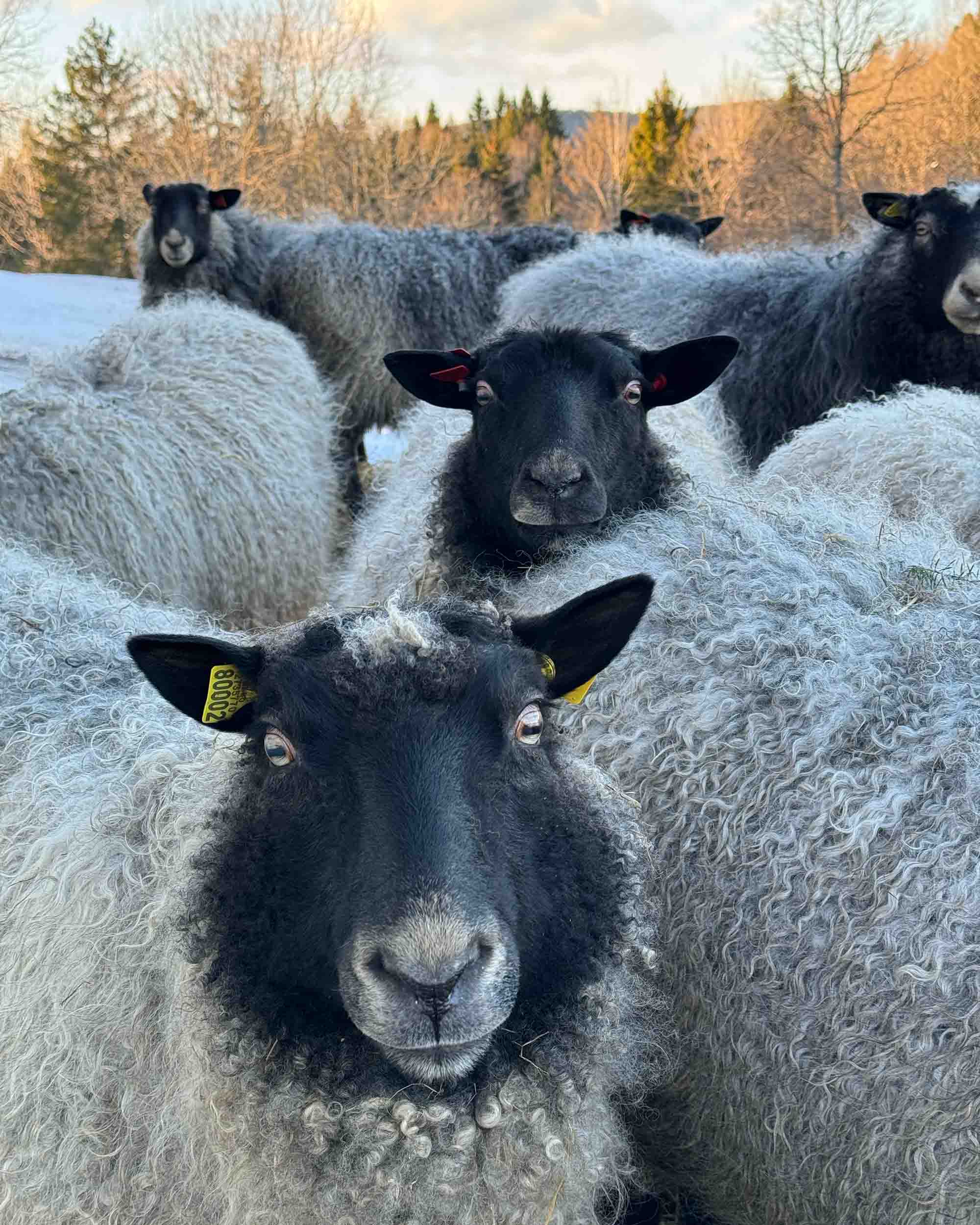 Yarn from Kulerød Gård