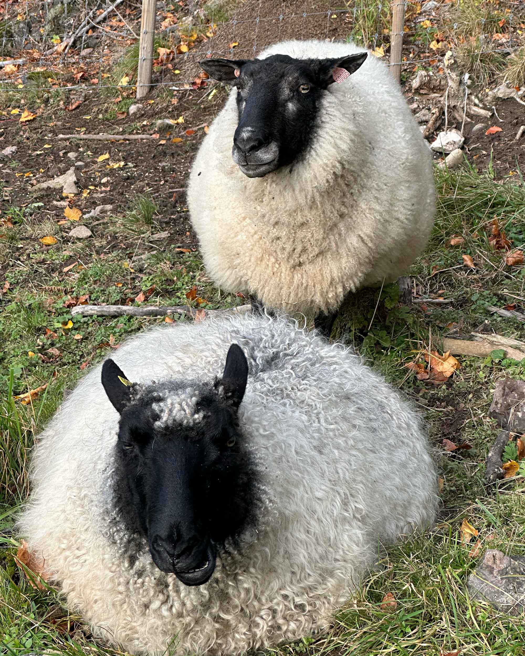 Yarn from Kulerød Gård