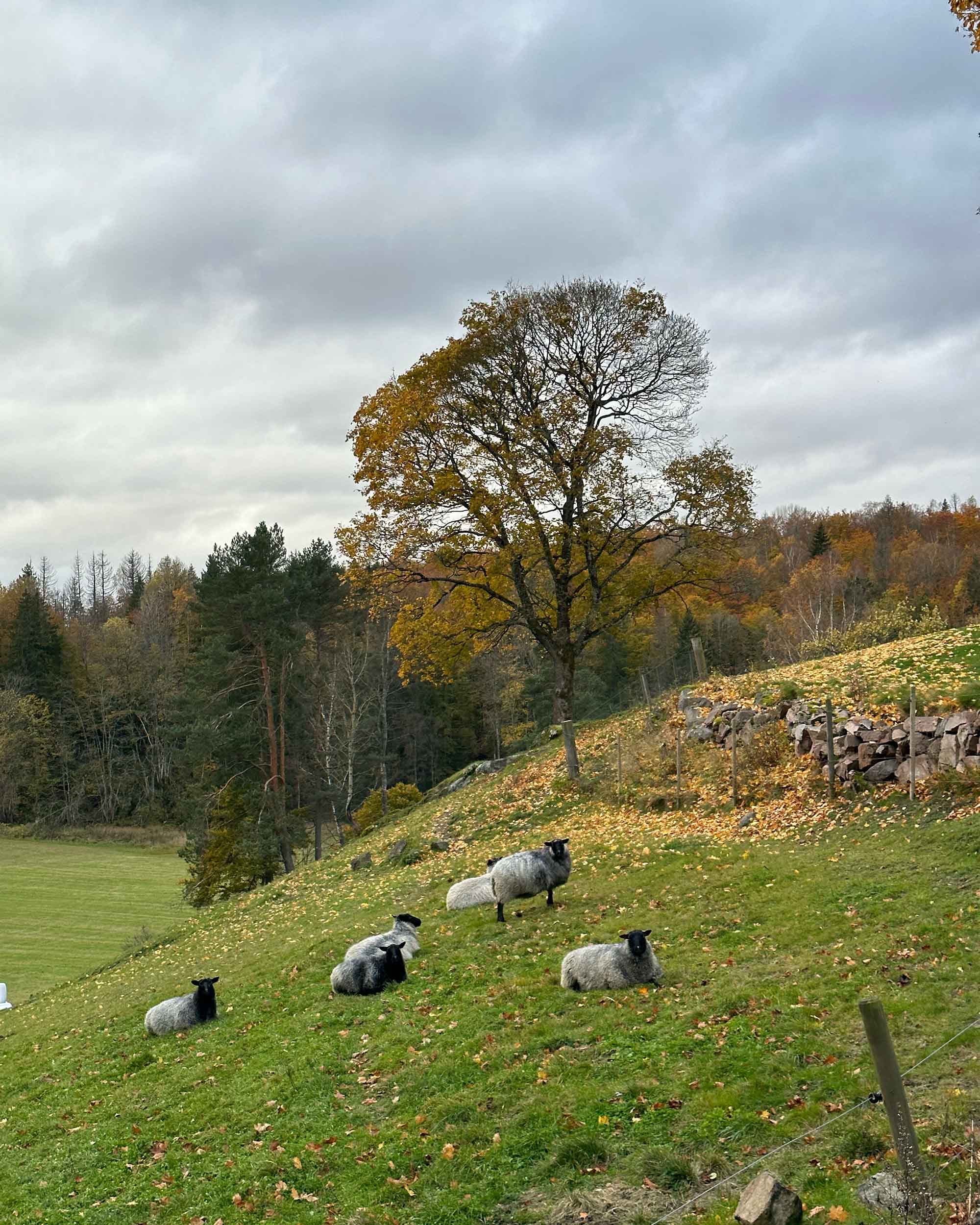 Yarn from Kulerød Gård