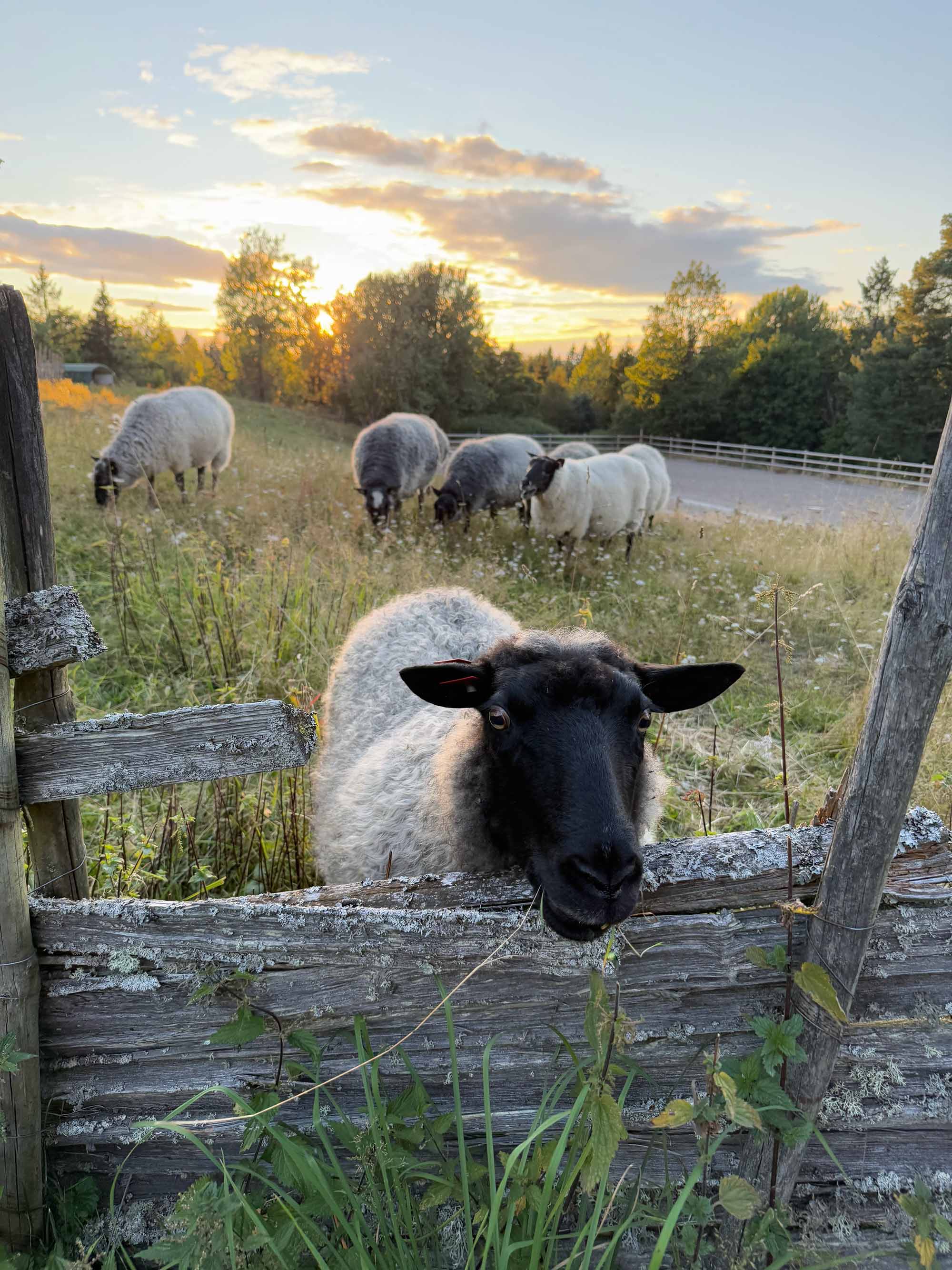 Yarn from Kulerød Gård