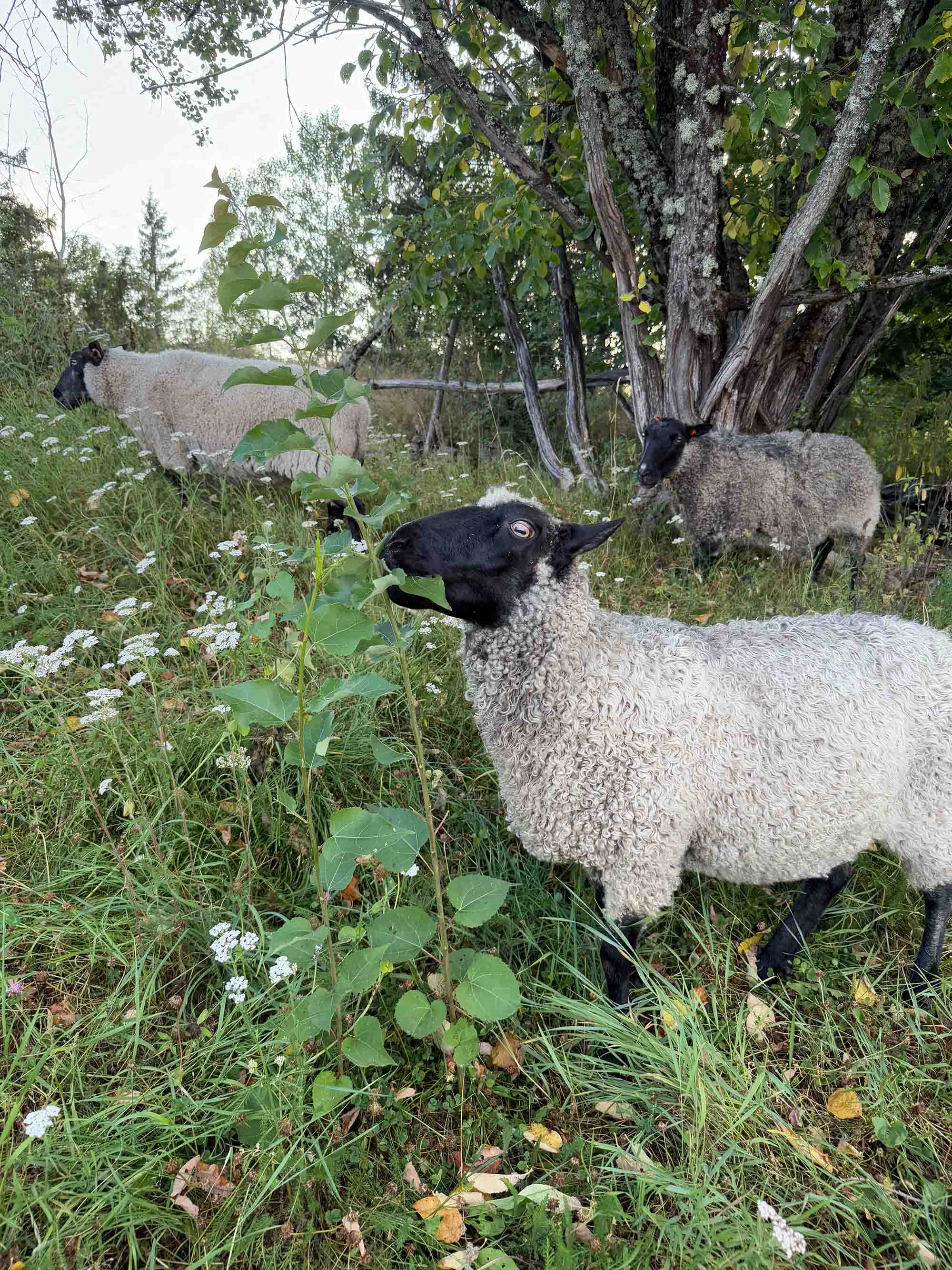 Yarn from Kulerød Gård